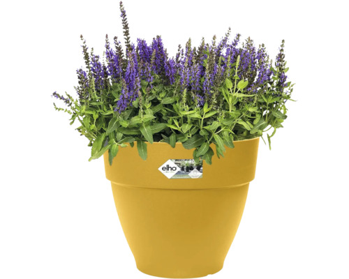 Bloempot met paars bloeiende planten