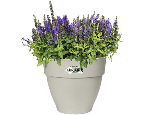 Bloempot met paars bloeiende planten