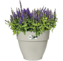 Bloempot met paarse bloeiende plant