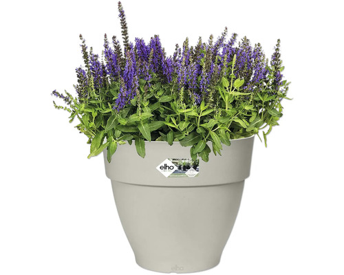 Bloempot met paarse bloeiende plant