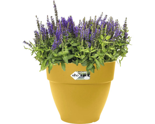 Bloempot met bloeiende plant