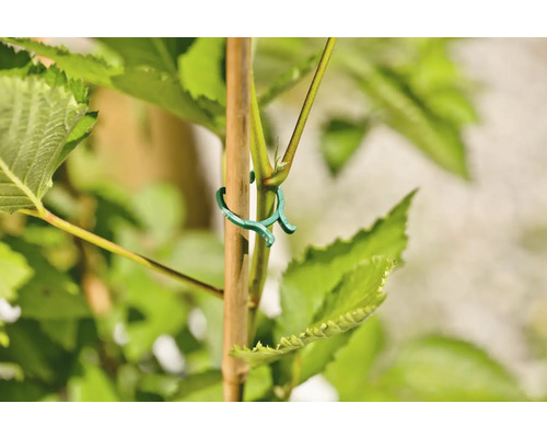 Plant met plantklem voor bevestiging aan een stok