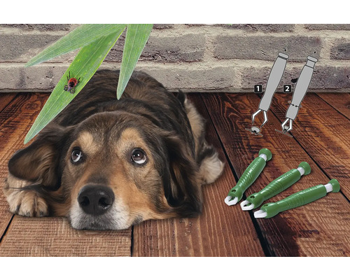 Hond ligt verdrietig op de grond naast tekentangen en een teek op een blad