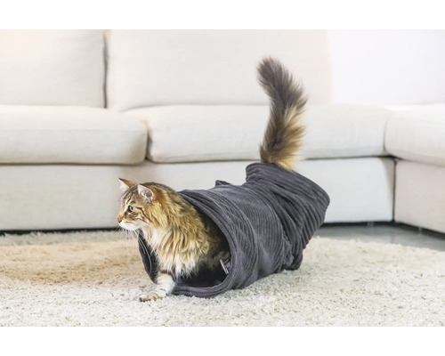 Kat in een kattentunnel op een tapijt voor een bank