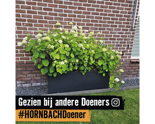Bloeiende hortensia in plantenbak voor een bakstenen muur