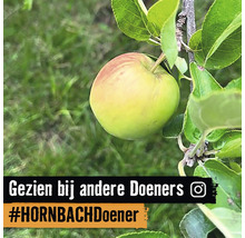 Appel aan de boom