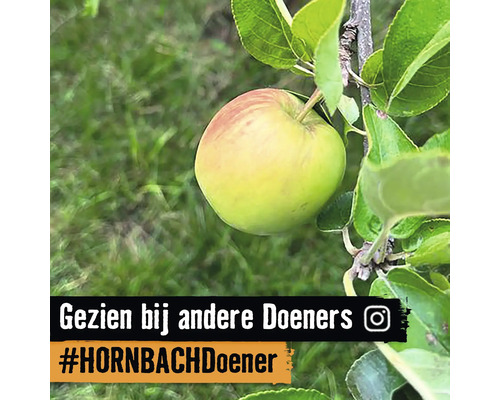 Appel aan de boom