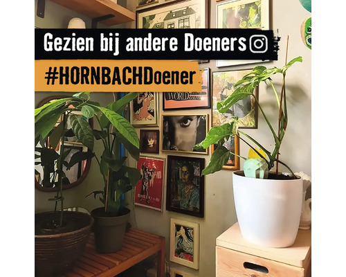 Kamer met planten in potten en ingelijste foto''s aan de muur