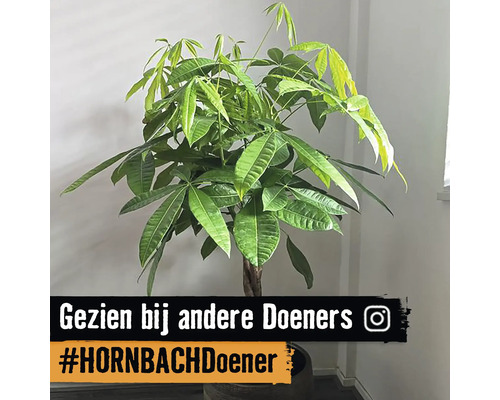 Geldboom in pot als kamerplant