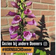 Bloeiende vingerhoedskruid in de tuin voor een muur
