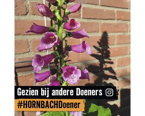 Bloeiende vingerhoedskruid in de tuin voor een muur