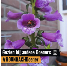 Bloeiend vingerhoedskruid met een bij