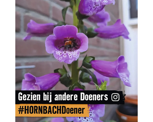 Bloeiend vingerhoedskruid met een bij