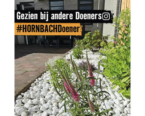 Tuin met witte sierkiezels en diverse planten