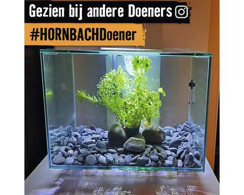 Aquarium met planten, stenen en thermometer