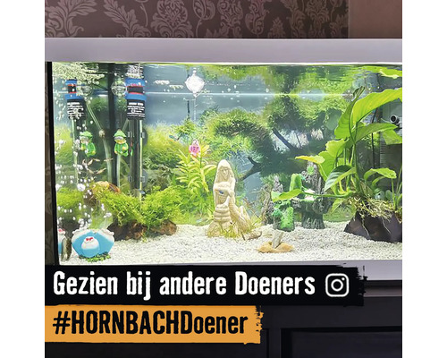 Ingericht aquarium met planten, decoraties en vissen