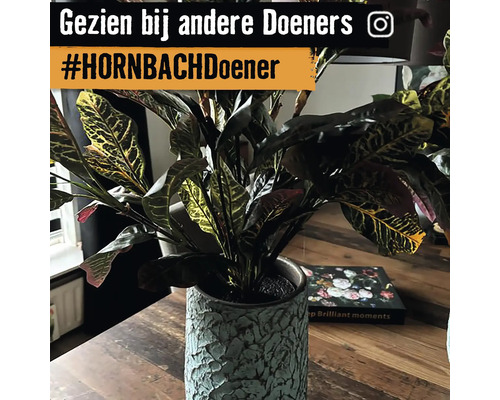 Kamerplant in een pot op een tafel