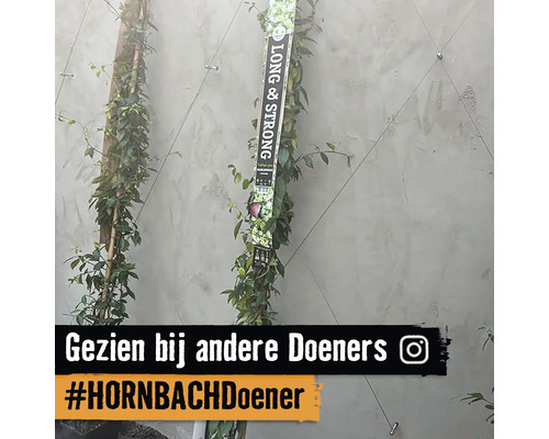 Twee klimplanten op een muur met klimhulp