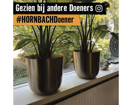 Twee kamerplanten in plantenbakken op een vensterbank