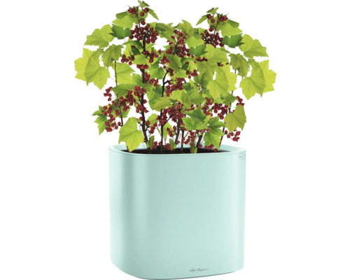 Rode bes in plantenbak