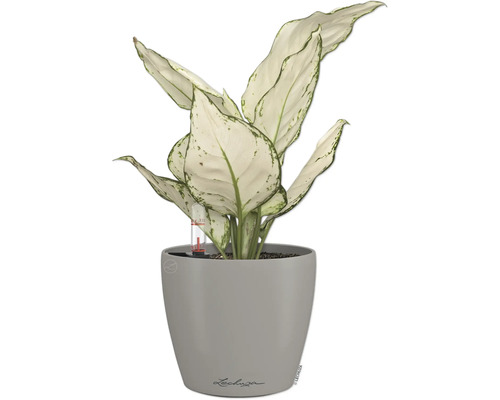 Dieffenbachia plant in grijze pot met waterniveau-indicator