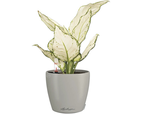 Dieffenbachia plant in grijze Lechuza bloempot met waterniveau-indicator
