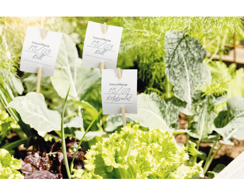 Tuin met plantenlabels en diverse groenten