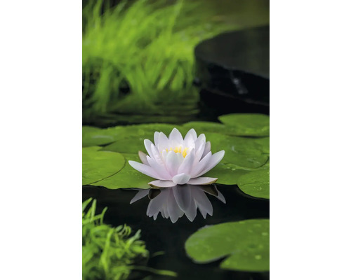 Waterlelie op een vijver met waterleliebladeren