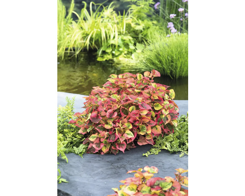 Driekleurige hanenkam plant bij de tuinvijver