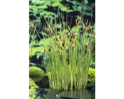 Lisdodde plant in de tuinvijver