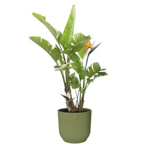 Strelitzia in pot