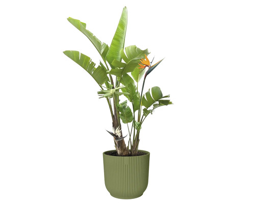 Strelitzia in pot