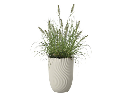 Siergras in pot als decoratie voor binnenshuis