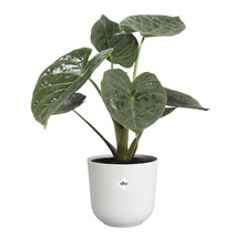 Alocasia kamerplant in pot