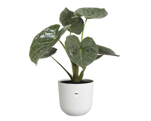 Alocasia kamerplant in pot