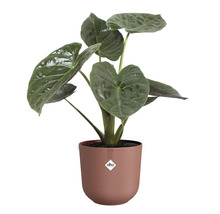 Alocasia kamerplant in een pot