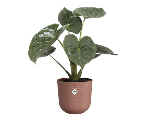 Alocasia kamerplant in een pot