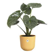Alocasia kamerplant in gele pot
