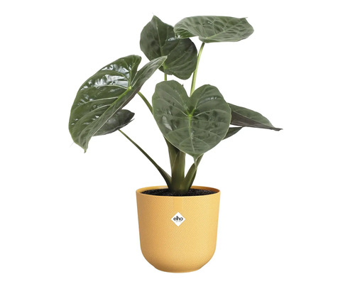 Alocasia kamerplant in gele pot