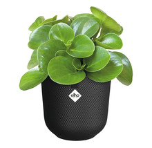 Kamerplant Peperomia obtusifolia in zwarte bloempot met Elho Logo