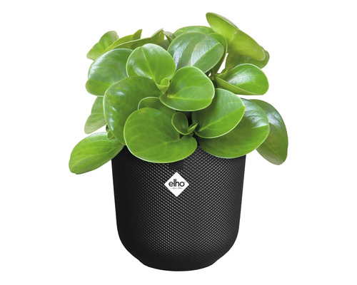 Kamerplant Peperomia obtusifolia in zwarte bloempot met Elho Logo