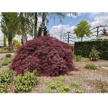 Japanse esdoorn in de tuin