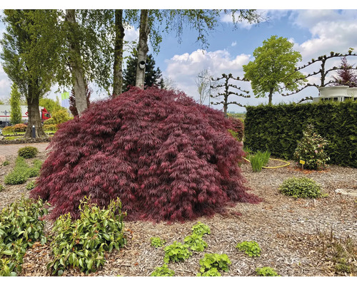 Japanse esdoorn in de tuin