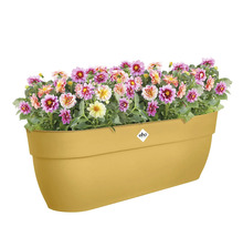 Bloembak met bloeiende bloemen