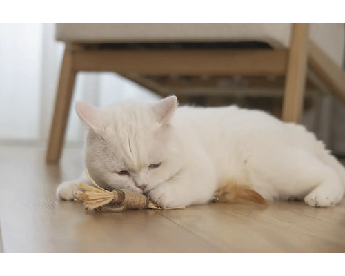 Een witte kat ligt met een kattenspeeltje op de vloer.
