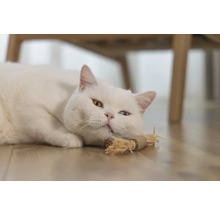 Witte kat met ongelijke ogen ligt op de grond met een kattenspeeltje