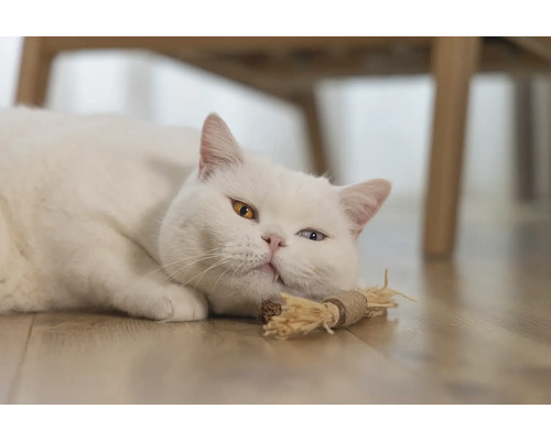 Witte kat met ongelijke ogen ligt op de grond met een kattenspeeltje