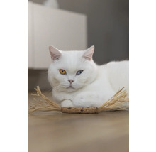 Witte kat met ongelijke ogen ligt op de vloer