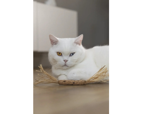 Witte kat met ongelijke ogen ligt op de vloer