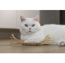 Witte kat met verschillend gekleurde ogen en kattenspeelgoed